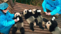 Pandalar Orijinal Fragmanı