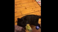 Sebze Yemeğinden Tiksinen Kedi