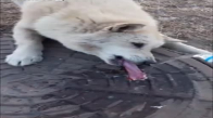 Dili Rögar Kapağına Yapışan Köpek
