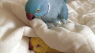 Yataktan Çıkmak İstemeyen Tembel Papağan