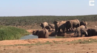 Fil Sürüsünün Suya Düşen Yavru fili Kurtarma Operasyonu