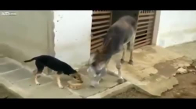 Köpek ile Eşeğin Yemek Kavgası