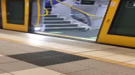 Uçmak Yerine Metroyu Tercih Eden Güvercin 