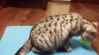 Yavrusuna Oynamayı Öğreten Anne Kedi