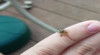 Parmakları Üzerinde Örümcekle Arının Muazzam Kavgasına Şahitlik Yapan Adam