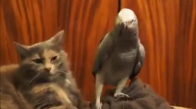 Kedinin Sabrını Zorlamak İçin Elinden Geleni Yapan Papağan