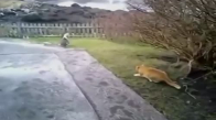 Avına Saldırmak İçin Hazırlanan Kediye Saldıran Kedi