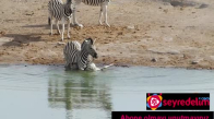 Vahşi Doğa Bildiğiniz Gibi: Yavruyu Öldürmeye Çalışan Zebra