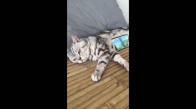 Kedisini Telefon Standı Olarak Kullanan Kadın