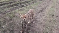 Çita'nın Misafir Aracına Misafir Olması