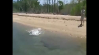 Balıkçının Yakaladığı Köpekbalığını Çalmaya Çalışan timsah