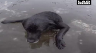 Buz Tutmuş Gölün Ortasında Mahsur Kalan Köpeği Kurtaran Güzel İnsanlar 