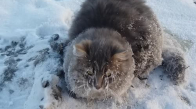 Buza Yapışmış Vücudu ile Hareketsiz Bir Şekilde Duran Kediyi Kurtaran Güzel İnsanlar