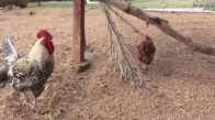 Tavukların Mannequin Challenge Yapması