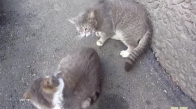 Tek Başına Karnını Doyurmak İsteyen Psikopat Kedi
