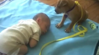 Yeni Doğan Bebeği Koruyan Yavru Köpek