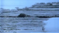Deniz Gergedanı (Narwhal) Seyretmesi çok keyifli bir Video