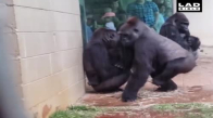 Gorillerin Yağmurdan Kaçısı