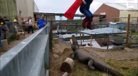 Timsah Yuvasına Süperman Kostümüyle Baskın Yapan Adam