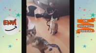 Nisan Ayının En Komik Yavru Kedi Kaza Videoları  Komik Kediler 2018 