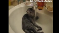Banyo Yapmayı Seven Kediler
