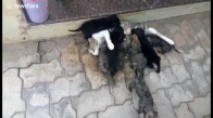 Cömert Kedi Köpek Yavrularını Sütüyle Besledi