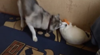Tavşanla Oynayan Kediyi Rahat Bırakmayan Köpek