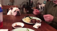 Sahibinin Biftek Yemesini İzleyen Zavallı Bulldog 