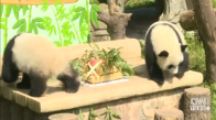 İkiz Pandalara Doğum Günü Sürprizi
