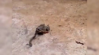 Kurbağanın Ağzındaki Yılan Kediye Saldırdı