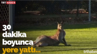 Avustralya'da Sahaya Giren Kanguru Maçı Yarıda Kesti