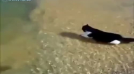 Sahibi İçin Denize Giren Kedi