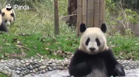 Pandaların Su Göletinde Duş Keyfi