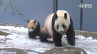 Annesine Çelme Takan Panda