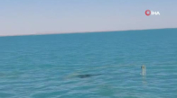 Tunus açıklarında batan akaryakıt yüklü gemide sızıntı tespit edilmedi 