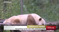 Doğada Nadir Bulunan Kahverengi Panda