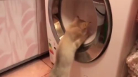 Çamaşır Makinesiyle Savaşan Kedi
