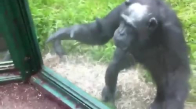 Şempanzenin Poşetteki İçeceği Israrla İstemesi