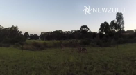 Drone Düşüren Kızgın Kanguru