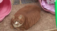 10 Kiloluk Kedi