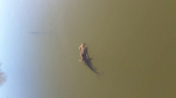 Balığın Sırtında Şoförlüğünü Konuşturan Kurbağa