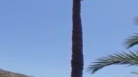 Palmiye Ağacına Tırmanan Keçi