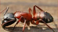 Karıncalar Hakkında Bilinmeyen Şaşırtıcı Bilgiler