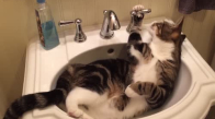 Kim Demiş Kediler Suyu Sevmez Diye!