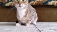 Korku Filmi İzleyen Kedi 2016'nın En İyi Videosu Seçildi