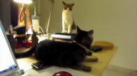 Konuşan Kediler 6 - En Komik Kedi Videoları