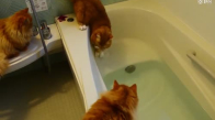 Kediler, Banyo Almak İsteyen Var Mı ?  Amanım Çok Komik