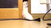 Konuşan Kediler 3 - En Komik Kedi Videoları