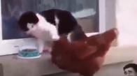 Tavuk kedinin mamasını yemeğe çalışınca gazetelerde kedi tavuğu dövdü oluyor