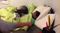 Çocuğun Yataktan Kalkmasını İstemeyen Köpek
